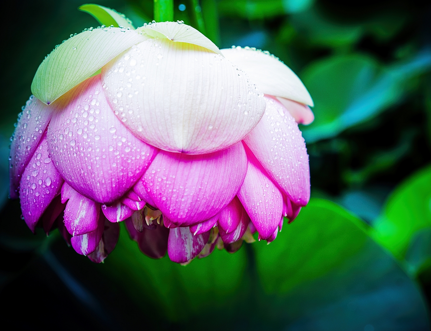 Lotus Flower 400x510 on backing foam board and black mat. | Lotus_Flower_V1.jpg